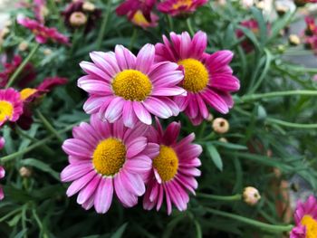 Close-up of pink flowering plants