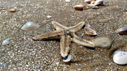 Close-up of starfish on sand