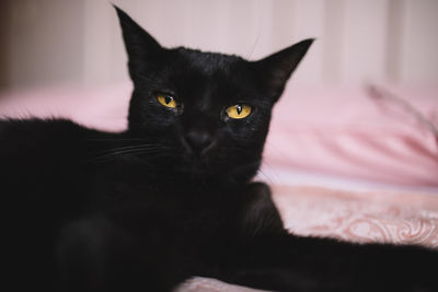 Beautiful black kitten lying on bed. black cat looking out the window domestic life pet concept.