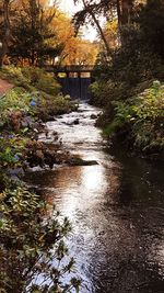 River amidst trees in forest during autumn