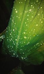 Close-up of water drops on leaves