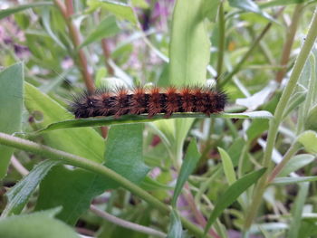 Close-up of insect on plant