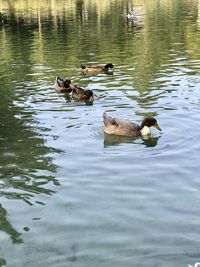 Ducks swimming in lake