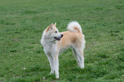 Dog on field