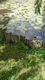 Grass in water