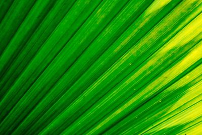 Full frame shot of green plant