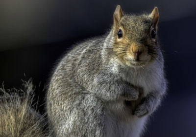 Portrait of squirrel