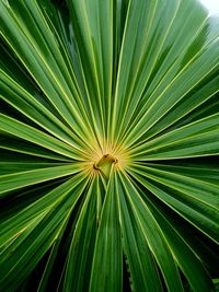 Full frame shot of palm tree