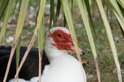 Close-up of a bird on field