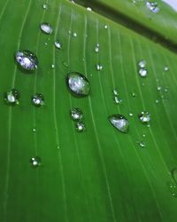 Close-up of leaves in water