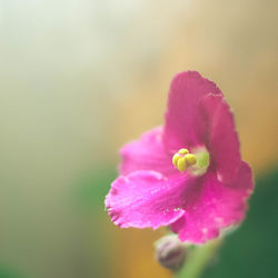 Close-up of pink flower