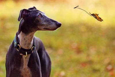 Close-up of dog looking at leaf