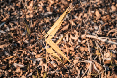 High angle view of dry leaf on wood