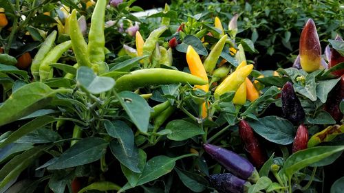 Close-up of red chili peppers on plant