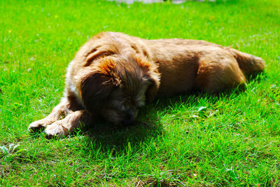 View of a dog resting on field