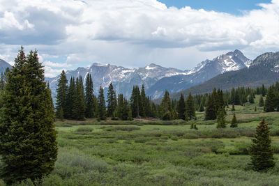 Scenic view of pine trees on field against sky