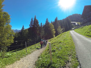 Sun shining through trees on sunny day