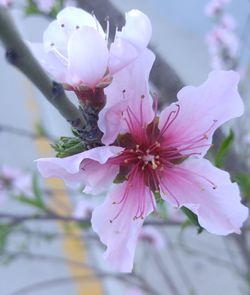 Close-up of pink flowers blooming outdoors