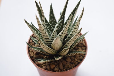 Close-up of cactus plant against white background