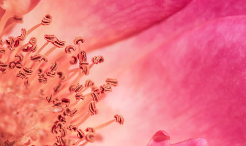 Close-up of flower