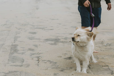 Low section of man with dog standing at beach