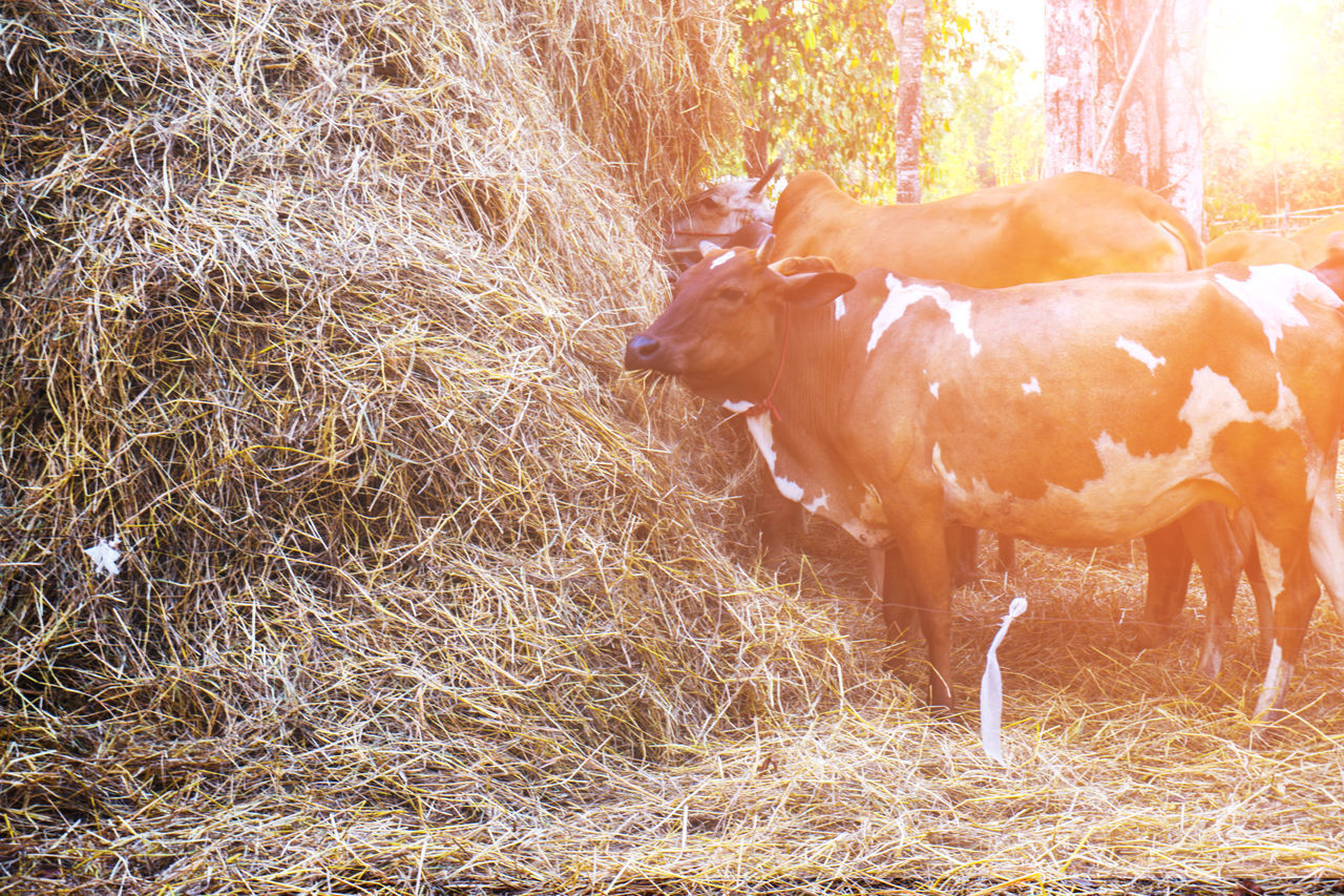 VIEW OF COW IN FIELD