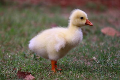 Close-up of bird on field