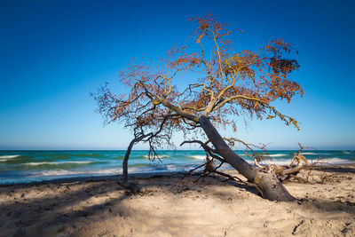 Tree on beach against clear blue sky