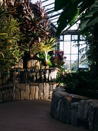 Plants growing in backyard