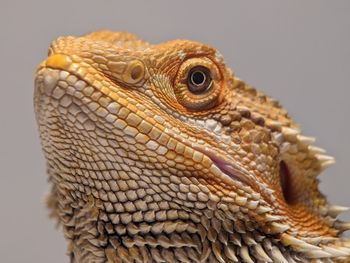 Iguana Reptile