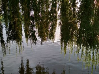 Reflection of trees in lake