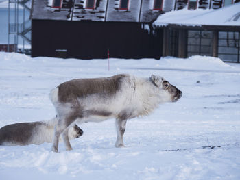 Reindeer standing on snowy field during winter