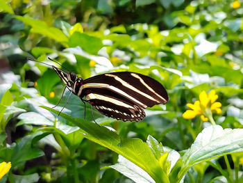 Butterfly pollinating flower