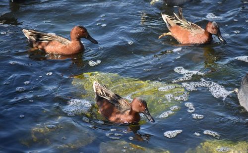 High angle view of duck swimming in lake