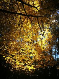 Low angle view of autumnal trees