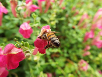 Close-up of honey bee pollinating on pink flower blooming in park