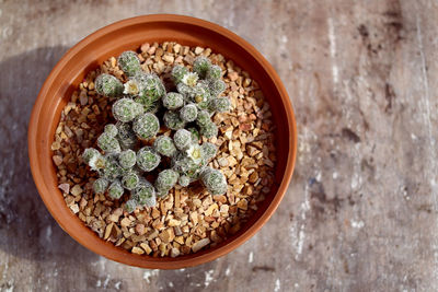 High angle view of potted plant on table