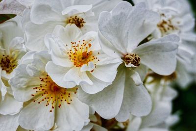 Close-up of white flowers