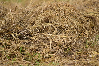 High angle view of hay bales on field