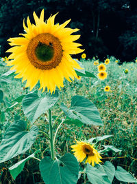 Close-up of sunflower