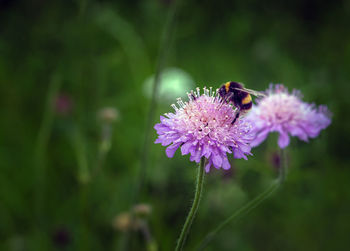 Close-up of a bee pollinating on purple flower