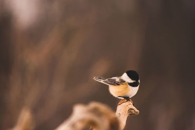 Close-up of hand feeding