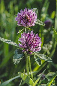 Close-up of purple flowering plant