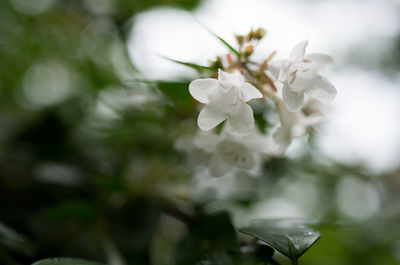 Close-up of white flowers