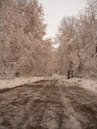 View of bare trees on snow covered land