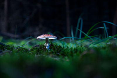 Close-up of mushroom growing in field