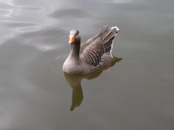 Close-up of bird 