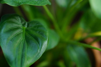 Close-up of fresh green plant