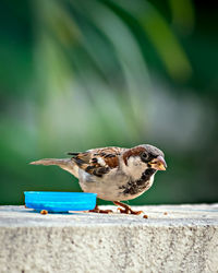 Shallow depth of field, isolated image of a male sparrow eating on wall with clear green background.