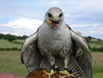 Portrait of hawk against sky